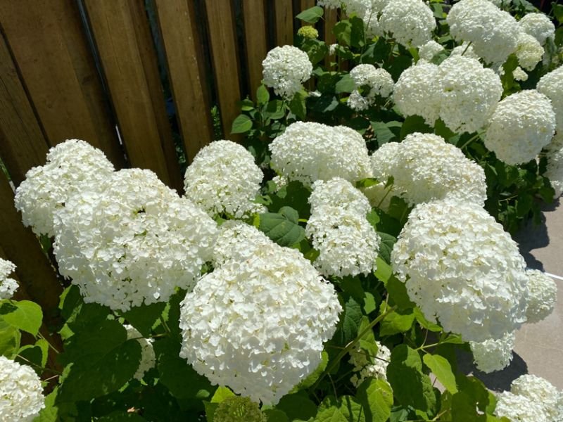 multiple white hydrangeas along a fence